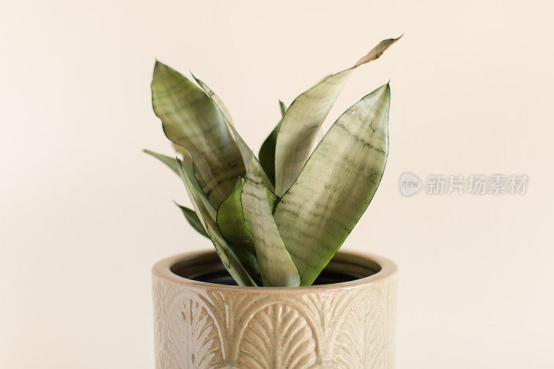 银绿色三叶草“月光”蛇植物室内植物在Vintage Pot